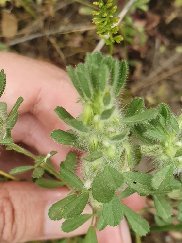 Ononis reclinata subsp. mollis image