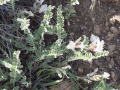 Astragalus parryi