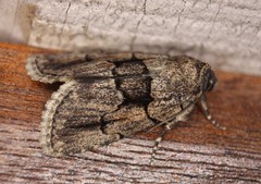 Sympistis infixa