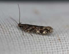 Aristotelia rubidella