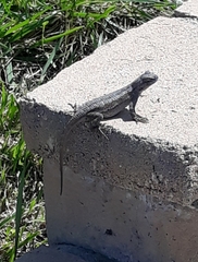Sceloporus occidentalis