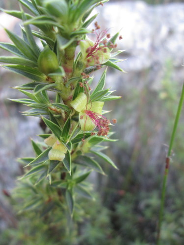 Image of Cliffortia theodori by (c) Nolan Exe, some rights reserved (CC BY)