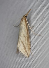 Donacaula longirostrallus