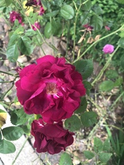 Rosa
