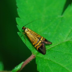 Nemophora staudingerella