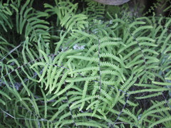 Gleichenia polypodioides