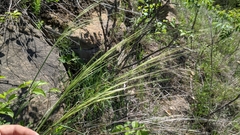Hesperostipa spartea