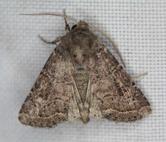 Protorthodes incincta