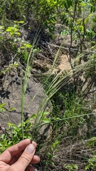 Hesperostipa spartea