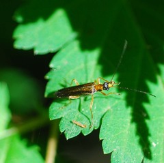 Oedemera amurensis