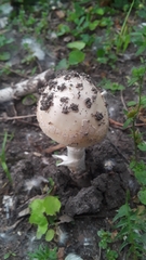 Amanita populiphila