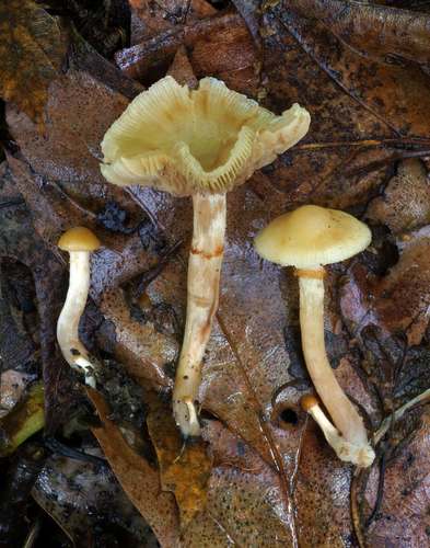 Pholiota veris image