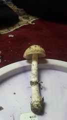 Amanita populiphila