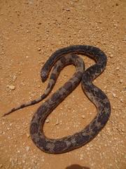 Pituophis melanoleucus
