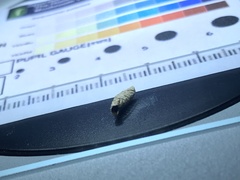 Pseudoomphalina compressipes