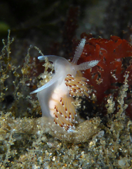 Apata pricei