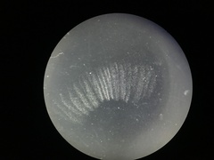 Pseudoomphalina compressipes