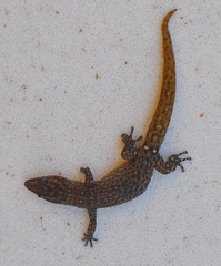 Sphaerodactylus ruibali