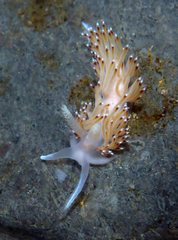 Apata pricei