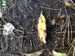 Pittosporum eugenioides