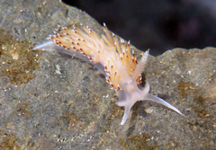 Apata pricei