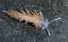 Apata pricei