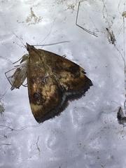 Pyrausta homonymalis