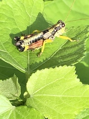 Dendrotettix quercus