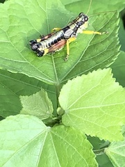 Dendrotettix quercus