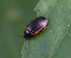 Microtheca ochroloma
