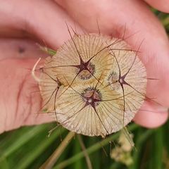 Lomelosia stellata image