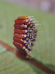 Epidaus famulus