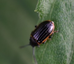 Microtheca ochroloma