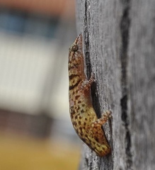 Sphaerodactylus ruibali