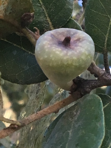 iNaturalist observation photo of Heteroecus