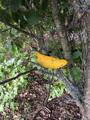 Pseudopanax arboreus