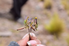Tagetes multiflora