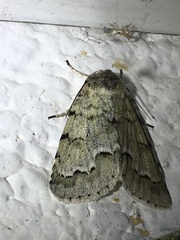 Acronicta innotata