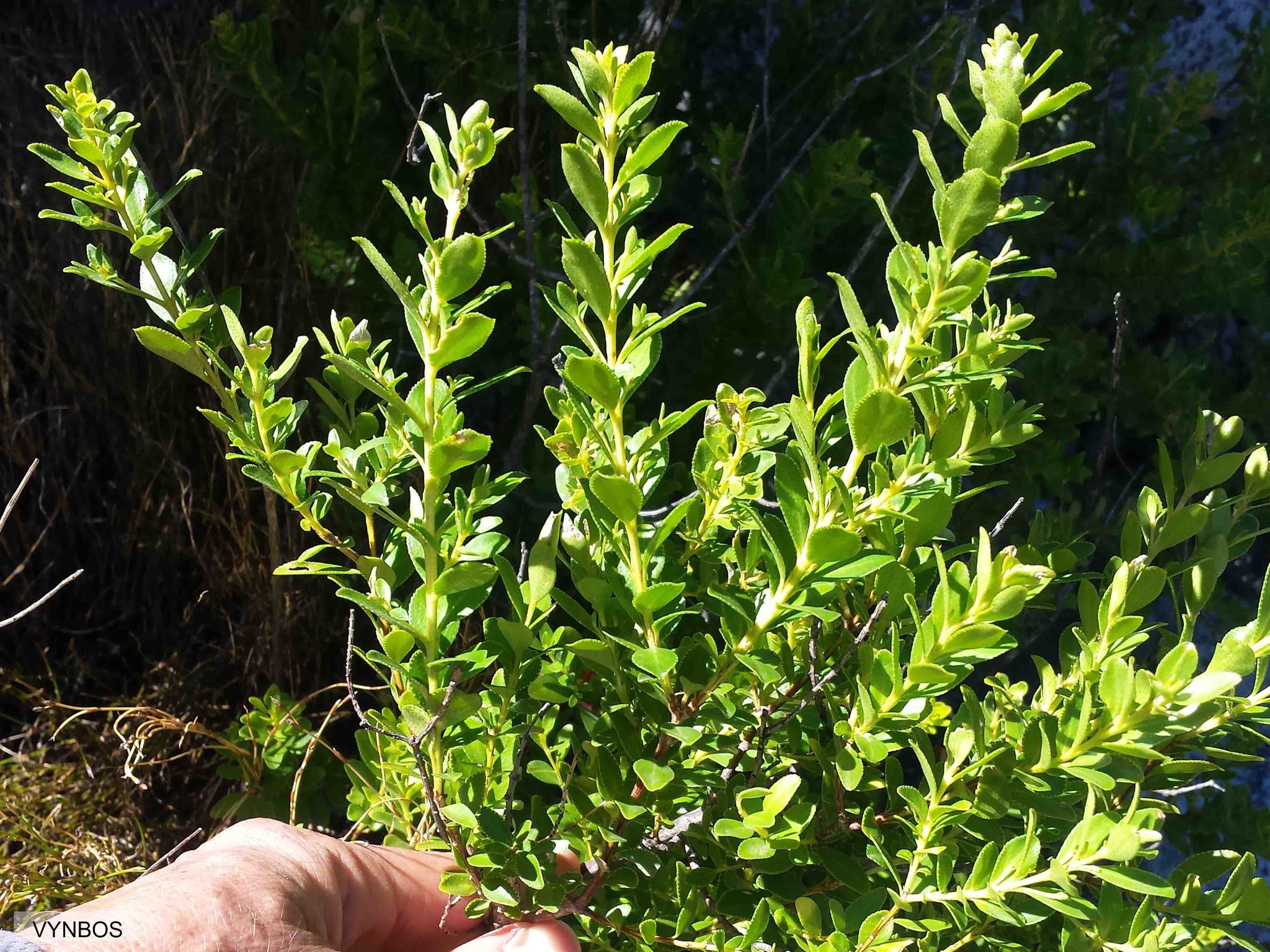 Ovalleaf Buchu (Agathosma crenulata)  iNaturalist