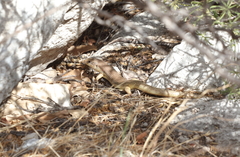 Plestiodon obsoletus