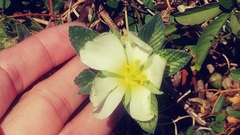 Passifloraceae