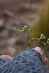 Drymaria fasciculata