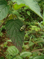 Omophoita octoguttata