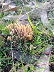 Clavulina vinaceocervina