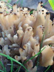 Clavulina vinaceocervina