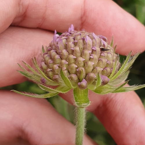 Knautia mauritanica (Knautia mauritanica)