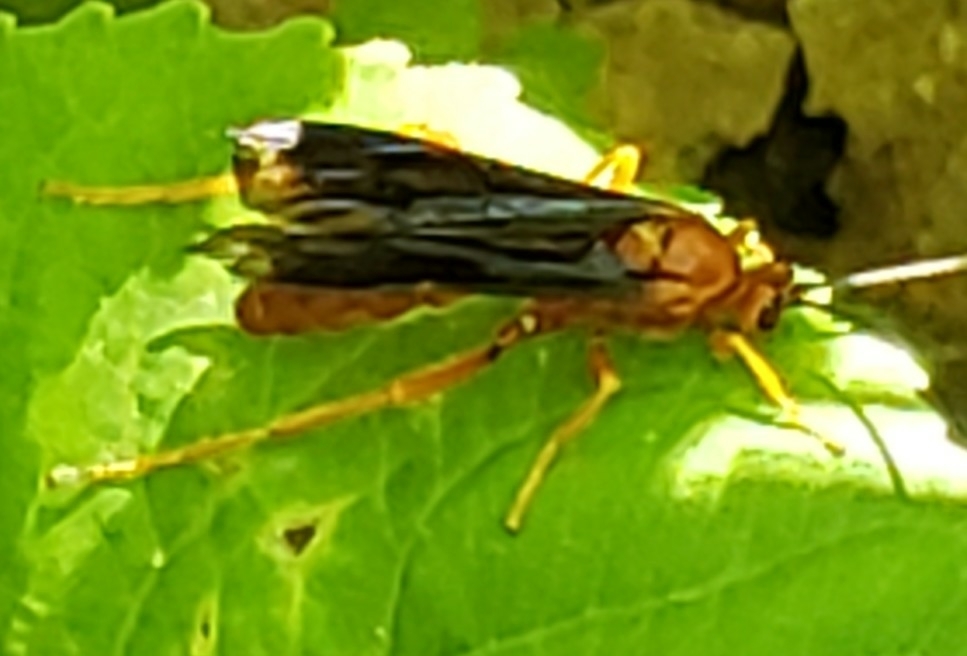 Trogus vulpinus