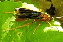 Trogus
