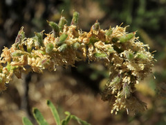 Asphondylia prosopidis