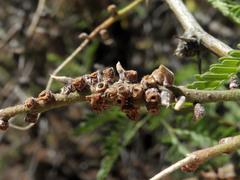 Asphondylia prosopidis